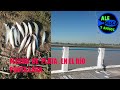 Pesca de pejerrey  en el club de pesca  ro de la plata  punta lara  pesca  flecha de plata