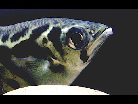 魚 鮎 水中糸 ZX複合メタル | サンライン