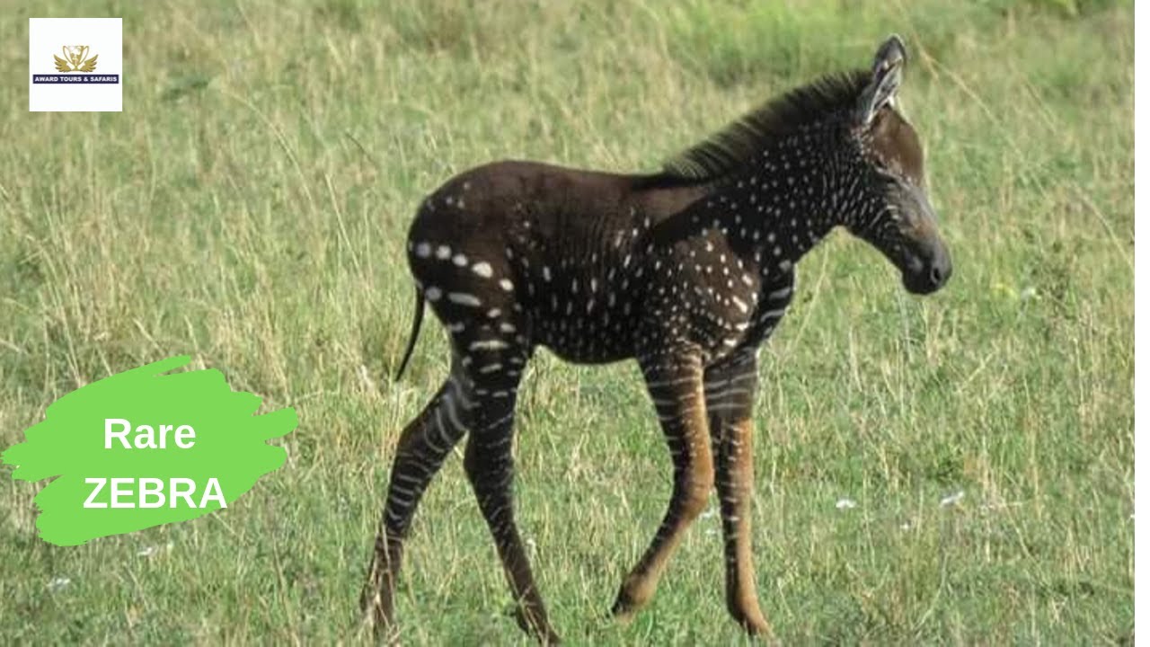 CLASSIC Africa safaris |All BLACK Zebra found at the Masai Mara | Award Safaris - YouTube