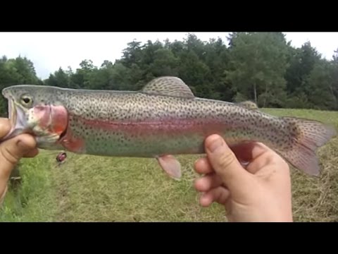 Bait Fishing #10 - Leech and Powerbait Fishing for Stocked Trout