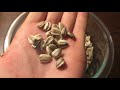 Harvesting and Toasting Mammoth Sunflower Seeds