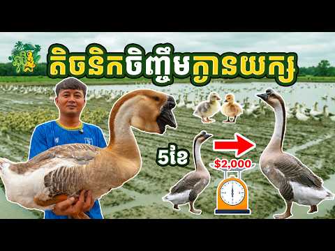 តិចនិកចិញ្ចឹមក្ងានយក្ស ឲ្យឆាប់ធំល្អ និងមានទីផ្សារ