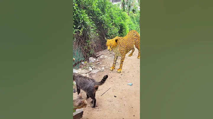 Video 7969391: cat animals tiger, tiger cat cute, tiger funny cat, tiger wildlife animals, tiny tiger