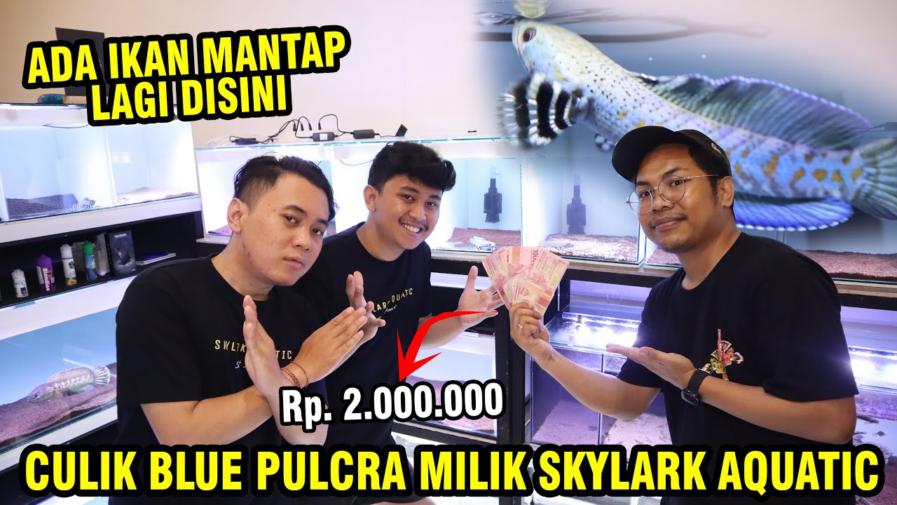 NAWAR CHANNA PULCRA MANGAP2 CULIK SEBELUM KONTES MILIK SKYLARK AQUATIC