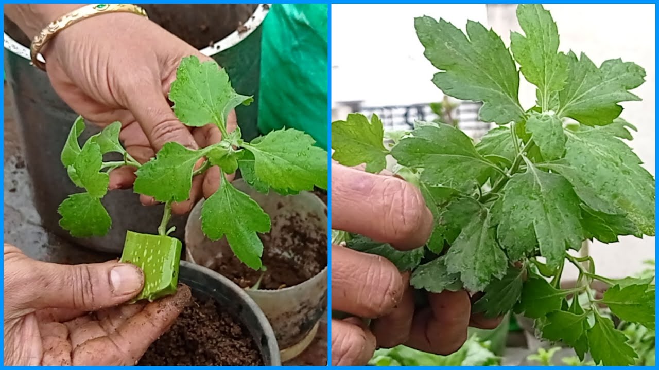 சாமந்தி செடி cutting (பதியம்) இந்த மாதிரி வெய்ங்க!!!! 100% success 🥰👍