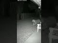 LEOPARD suddenly broke into a house, the brave CAT pulled an "ABSOLUTELY SHOCKING" move! 😱🤯