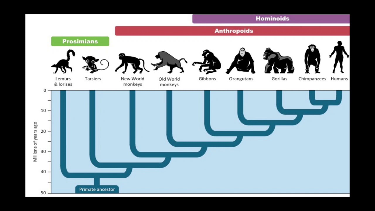 Эволюция видна. Эволюция обезьяны. Эволюция человека. Эволюция обезьяны в человека. Инфографика Антропогенез.
