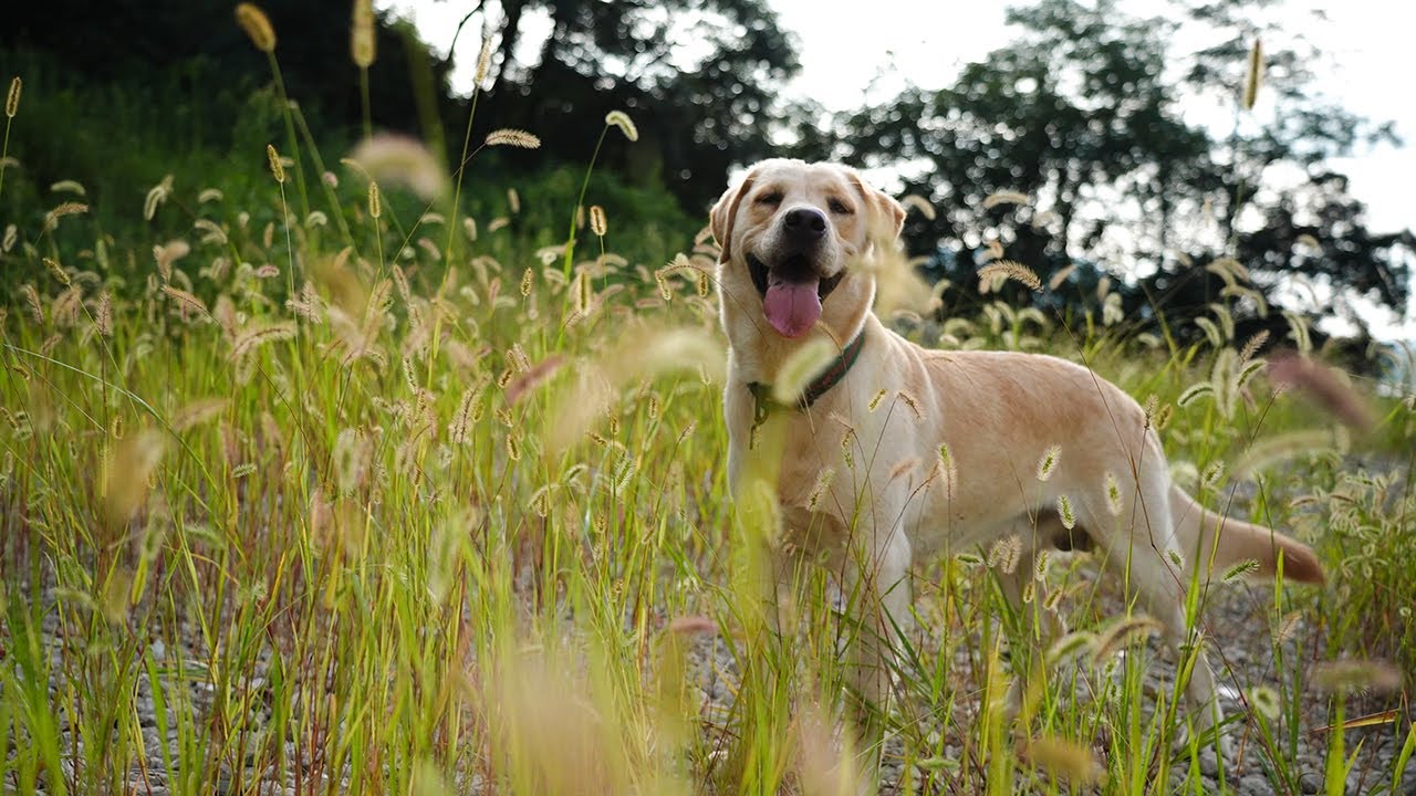 눈 부시게 빛나는 시골의 하루