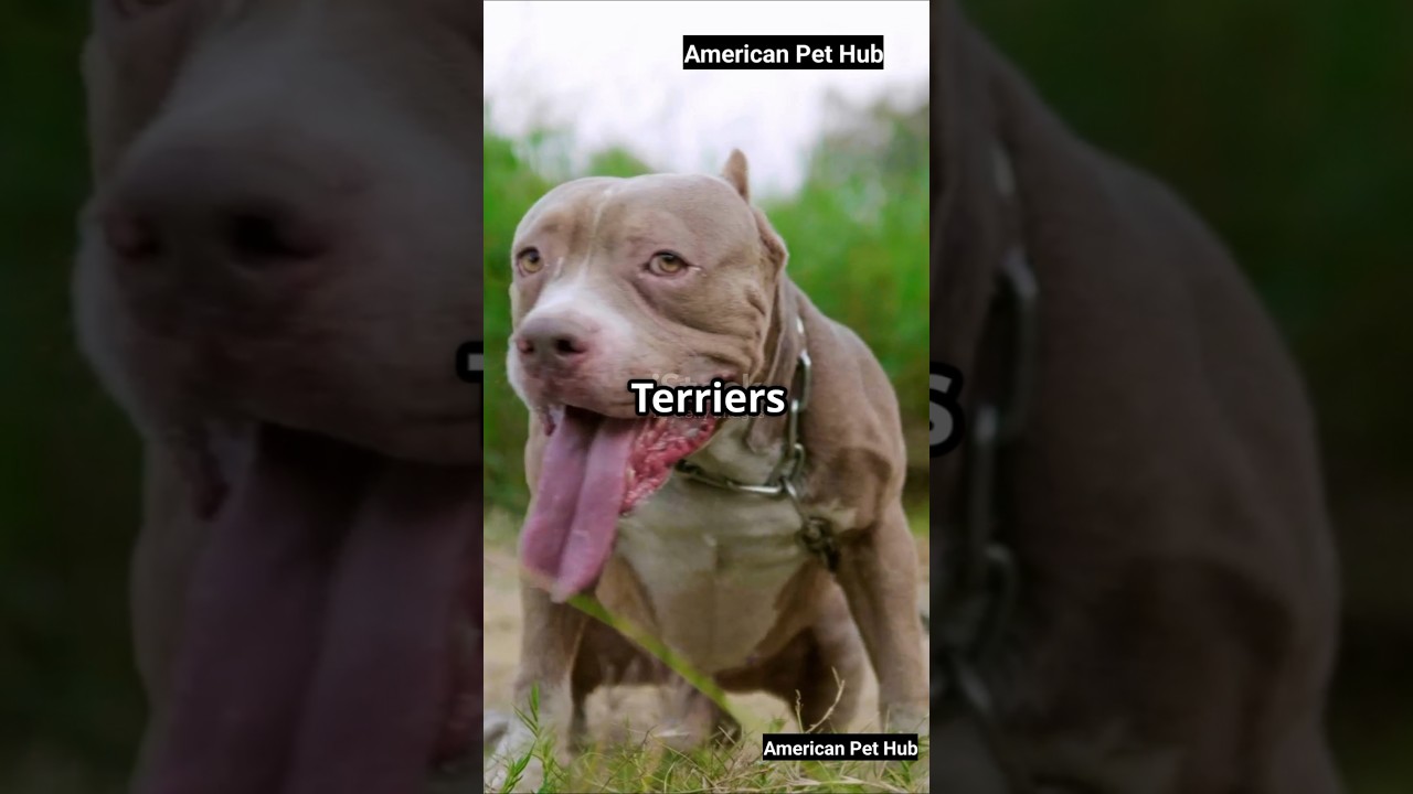 American Pit Bull Terrier: Lifespan, Health & Care Guide!
