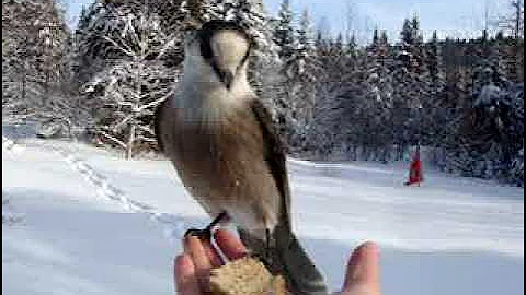 Gray jay on my hand