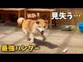 最強ママの柴犬らしい間抜けハンターが愛おしいw