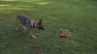 German Shepherds at play/hip dyplasia/ eastern line vs western line