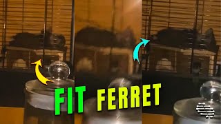 Ferret Doing Chest Presses
