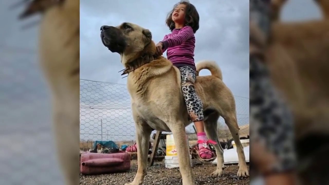 The Strongest Trained DogsTop 10 Most Powerful Dogs In The World 2