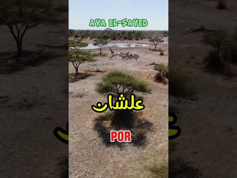 شجرة السنط بطلة الغابات الحارة تبسيط العلوم اكسبلور شرح مبسط تعلم بسهولة تعلم معنا