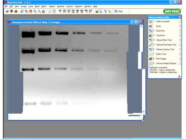 bio rad quantity one basic