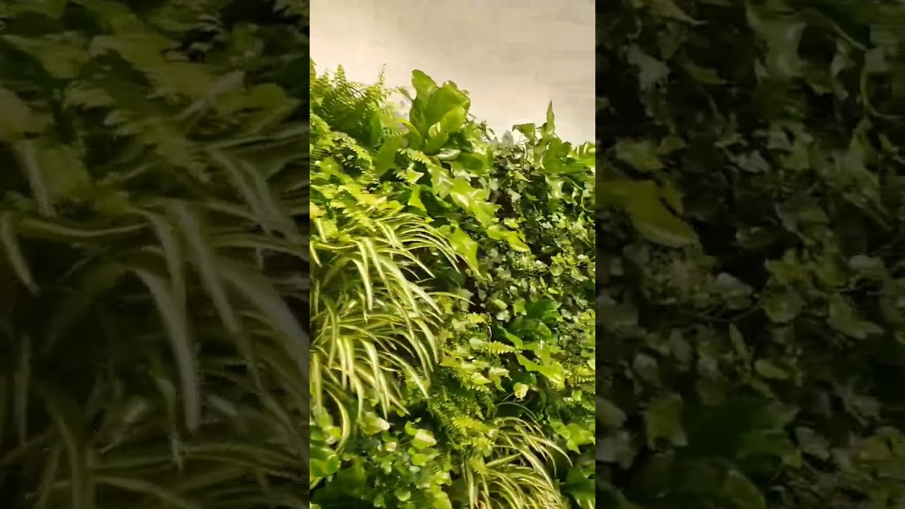 5 Tipos de Plantas para jardines verticales