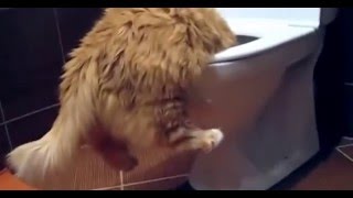 До слез смешные коты 2016 До слез смешные коты 2016