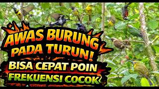MP3 Pikat Burung Ribut Paling Rame! Semua Burung Kecil Besar Auto Kumpul 2-6 KHz