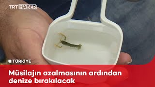 Halden alınan ıstakozdan yavru elde ettiler Resimi