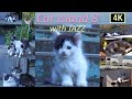 【猫×ジャズ 8th】癒しの猫島 子猫の季節 猫歩き2時間 Cat Island in JAPAN with JAZZ. Japan’s cat island is paradise