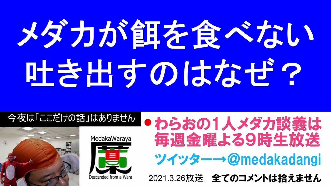 メダカが餌を食べてくれない 餌を吐き出すメダカ 滋賀県のメダカ販売店 めだか藁屋 高木正臣 Youtube