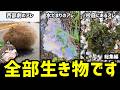 【総集編】普段見かけるアレ…実は全部"生き物"なんです