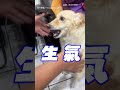 【不高興認識你】生氣不忘禮貌？主人大秀汪「特長」｜狗狗｜生氣｜搞笑