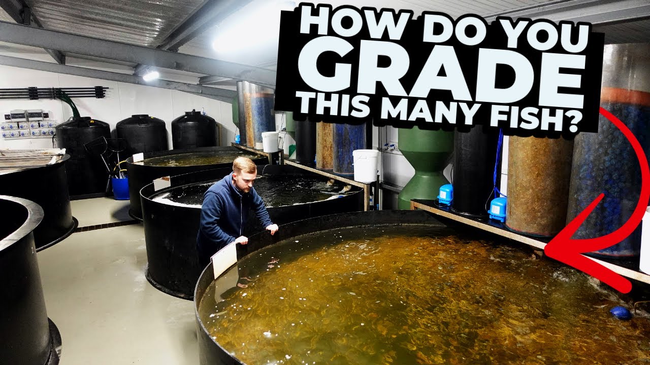 KOI FARM VISIT | HAND GRADING 1000's of BABY FISH - YouTube