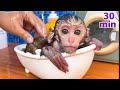 Summary of the best videos about Baby monkey Bon Bon image