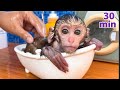 Summary of the best videos about Baby monkey Bon Bon