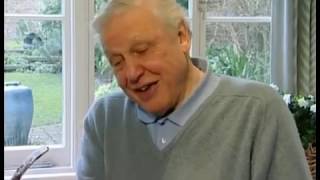 Best Attenborough moments - Good luck bat