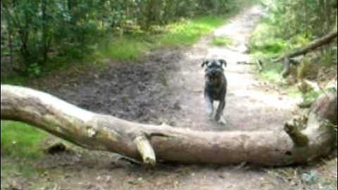 schnauzer oscar film .wmv