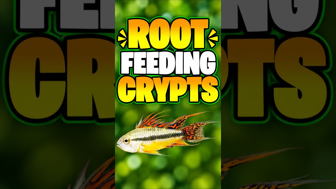 Cryptocorynes Are NOT Heavy Root Feeders!