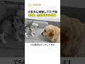 大型犬に威嚇してた子猫, 3秒後、完全に落ちた理由