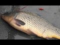 (Youtube用再編集)【自然を食べよう!】多摩川鯉こく編 1/2