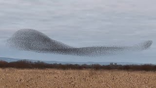Stunning Starling Murmuration on the Somerset level, England, 🇬🇧.