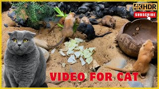 Cat TV mouse grabbing wheat grass, squabble, squeaking \& playing for cats to watch | Watch cat4k UHD