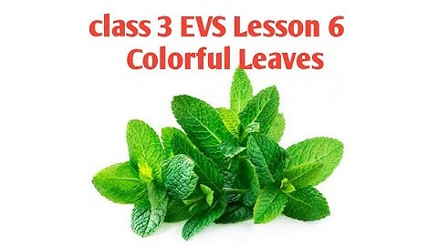 class 3 EVS Lesson 6 Colorful Leaves