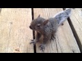 Lost and Hungry Baby Squirrel