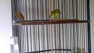 Pleci Tipo baru
