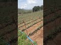 tomate perseo na fertirrigação
