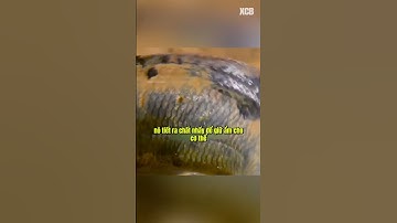 Loài cá có thể tồn tại 4 năm trên cạn