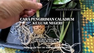 Cara Pengiriman Caladium Ke Luar Negeri