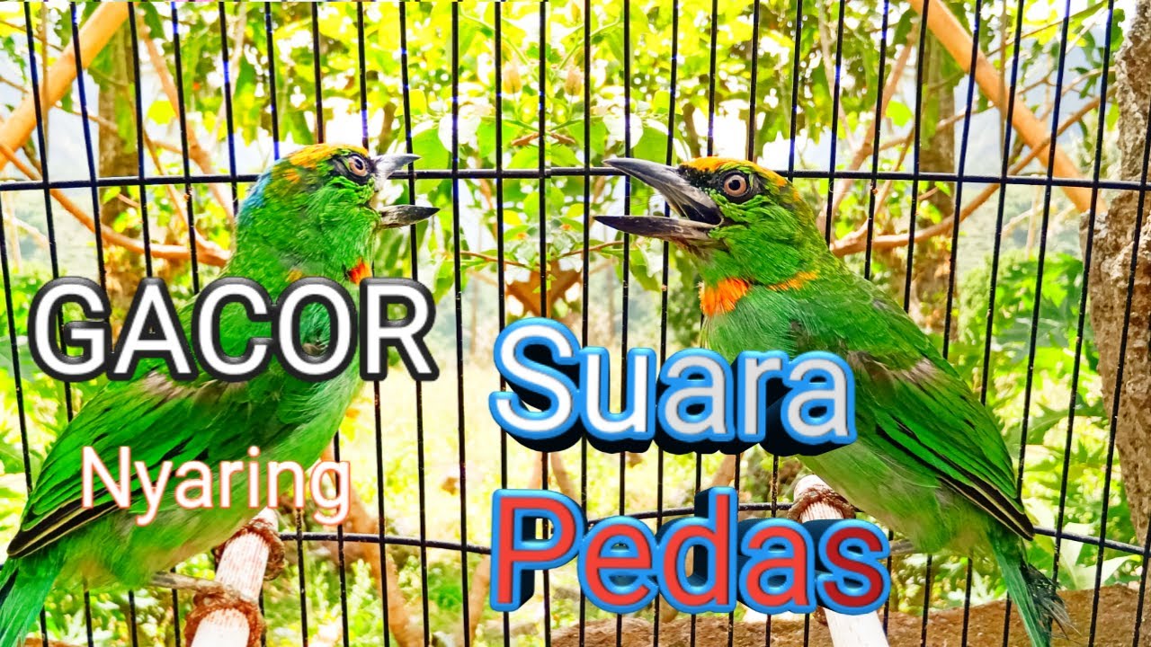 Takur tohtor gacor keras seperti suara kentongan || SAHABAT PETUALANG