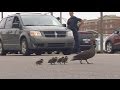 Lucy and ducklings on the move