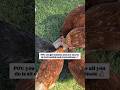 Do you have this problem? 😅🐔 #chickenkeeping #chickens #freerangechickens #ytshorts