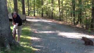 Come to Heel and Touch. Sussex Spaniel; Dog Training Western PA