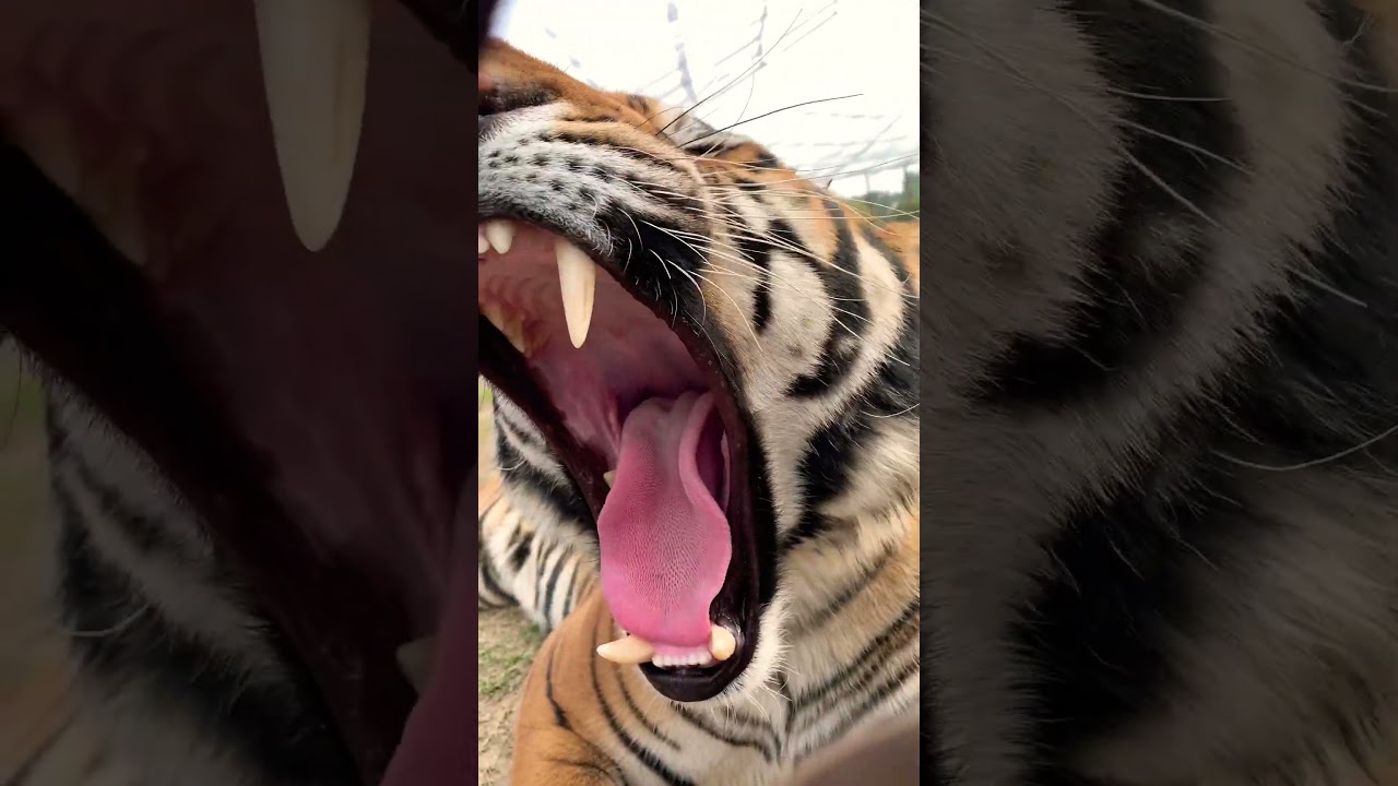 Tiger 🐯 Mouth open so beautifully  