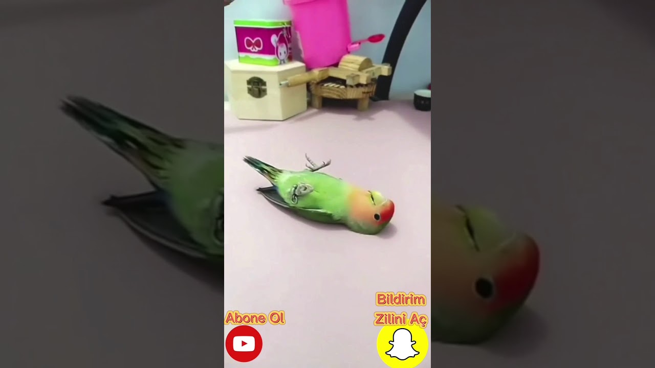 ⁣Papağanların ve Muhabbet Kuşlarının Yetenek Gösterisi /  Sevgi ve Yeteneğin Gücü /Oyun Kuşu